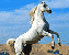 pegasus